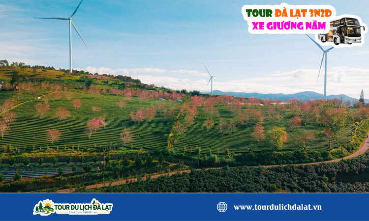 Tour Đà Lạt 3 ngày 2 đêm xe giường nằm