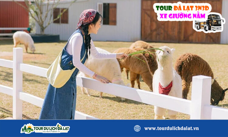 Tour Đà Lạt 3 ngày 3 đêm xe giường nằm